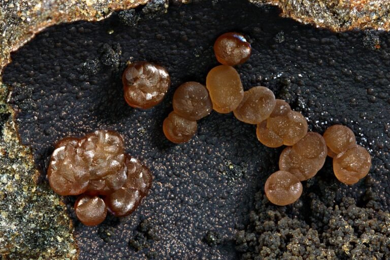 Siderite, Maunganui Bluff, New Zealand